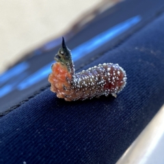 Pterygophorus cinctus at Googong, NSW - 4 May 2023