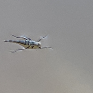 Boreoides subulatus at Hackett, ACT - 4 May 2023 01:24 PM