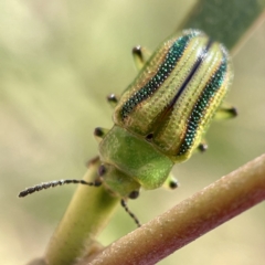 Calomela juncta (Leaf beetle) at Hackett, ACT - 4 May 2023 by Hejor1