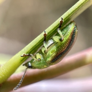 Calomela juncta at Hackett, ACT - 4 May 2023 02:40 PM