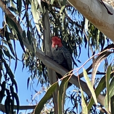 Callocephalon fimbriatum (Gang-gang Cockatoo) at Hackett, ACT - 4 May 2023 by Hejor1