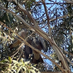 Callocephalon fimbriatum at Hackett, ACT - 4 May 2023