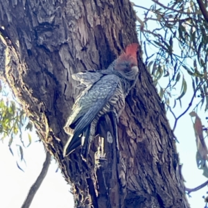 Callocephalon fimbriatum at Hackett, ACT - 4 May 2023