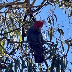 Callocephalon fimbriatum at Hackett, ACT - 4 May 2023