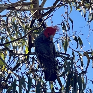 Callocephalon fimbriatum at Hackett, ACT - 4 May 2023