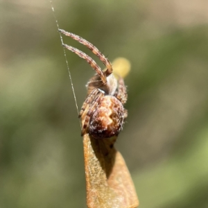 Salsa fuliginata at Hackett, ACT - 4 May 2023 02:35 PM