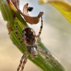 Salsa fuliginata at Hackett, ACT - 4 May 2023 02:35 PM