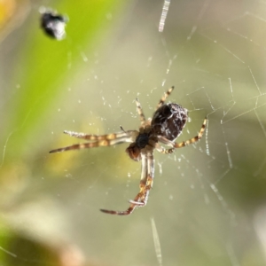 Salsa fuliginata at Hackett, ACT - 4 May 2023