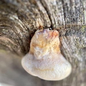 Polypore sp. at Hackett, ACT - 4 May 2023 02:23 PM