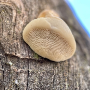 Polypore sp. at Hackett, ACT - 4 May 2023 02:23 PM