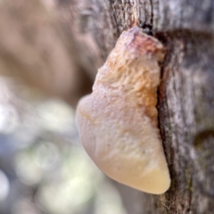 Polypore sp. at Hackett, ACT - 4 May 2023