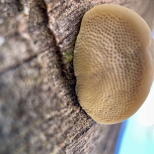 Polypore sp. at Hackett, ACT - 4 May 2023 02:23 PM