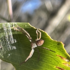 Sparassidae (family) (A Huntsman Spider) at Mount Majura - 4 May 2023 by Hejor1