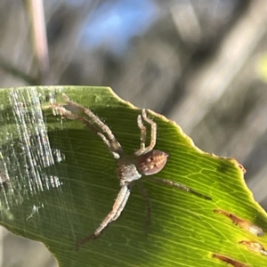 Sparassidae (family) at Hackett, ACT - 4 May 2023 02:20 PM