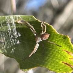 Sparassidae (family) at Hackett, ACT - 4 May 2023