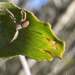 Sparassidae (family) at Hackett, ACT - 4 May 2023