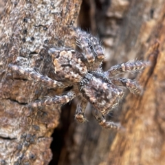 Servaea incana (Hoary Servaea) at Hackett, ACT - 4 May 2023 by Hejor1