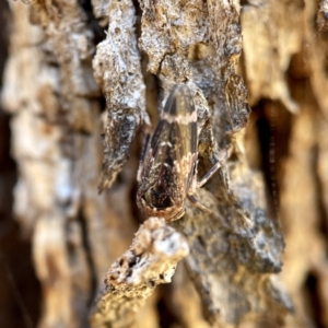 Eurypella tasmaniensis at Hackett, ACT - 4 May 2023