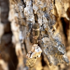 Eurypella tasmaniensis at Hackett, ACT - 4 May 2023