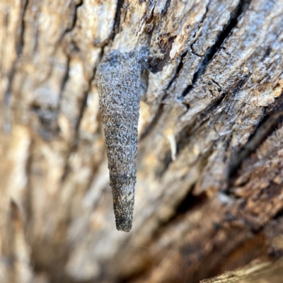 Conoeca or Lepidoscia (genera) IMMATURE (Unidentified Cone Case Moth larva, pupa, or case) at Hackett, ACT - 4 May 2023 by Hejor1
