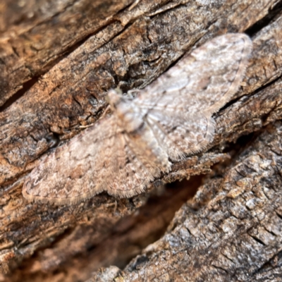 Chloroclystis (genus) (A geometer moth) at Hackett, ACT - 4 May 2023 by Hejor1