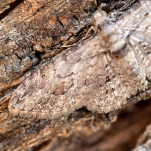 Chloroclystis (genus) at Hackett, ACT - 4 May 2023