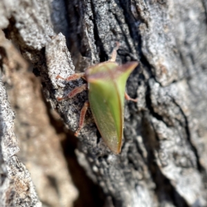 Sextius virescens at Hackett, ACT - 4 May 2023