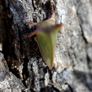 Sextius virescens at Hackett, ACT - 4 May 2023 02:04 PM