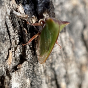 Sextius virescens at Hackett, ACT - 4 May 2023