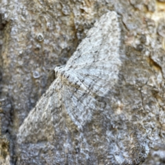 Phelotis cognata (Long-fringed Bark Moth) at Mount Majura - 4 May 2023 by Hejor1