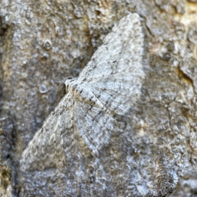 Phelotis cognata (Long-fringed Bark Moth) at Mount Majura - 4 May 2023 by Hejor1