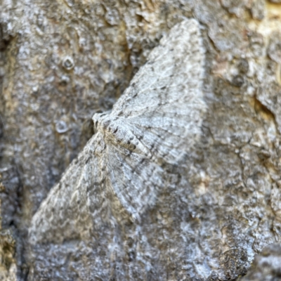 Phelotis cognata (Long-fringed Bark Moth) at Hackett, ACT - 4 May 2023 by Hejor1