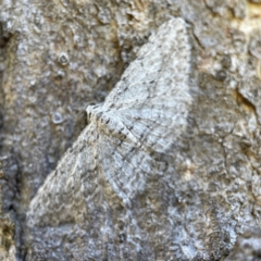 Phelotis cognata (Long-fringed Bark Moth) at Hackett, ACT - 4 May 2023 by Hejor1