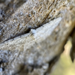 Phelotis cognata at Hackett, ACT - 4 May 2023