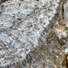 Phelotis cognata at Hackett, ACT - 4 May 2023