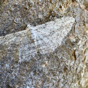 Phelotis cognata at Hackett, ACT - 4 May 2023