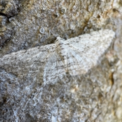 Phelotis cognata at Hackett, ACT - 4 May 2023