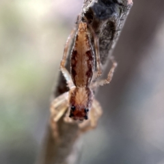 Helpis minitabunda (Threatening jumping spider) at Hackett, ACT - 4 May 2023 by Hejor1