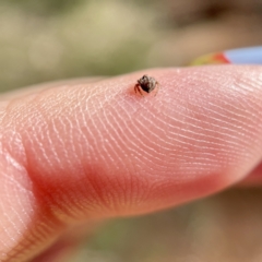 Dolophones sp. (genus) at Hackett, ACT - 4 May 2023