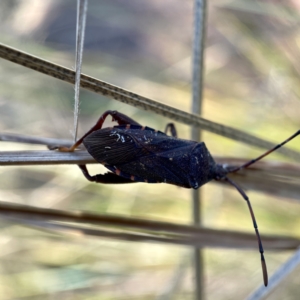 Coreidae (family) at Hackett, ACT - 4 May 2023