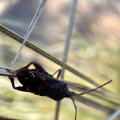 Coreidae (family) at Hackett, ACT - 4 May 2023