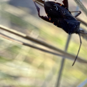 Coreidae (family) at Hackett, ACT - 4 May 2023 01:29 PM