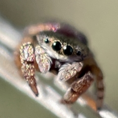 Simaethula sp. (genus) (A jumping spider) at Hackett, ACT - 4 May 2023 by Hejor1