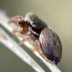 Simaethula sp. (genus) at Hackett, ACT - 4 May 2023