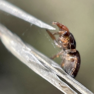 Simaethula sp. (genus) at Hackett, ACT - 4 May 2023