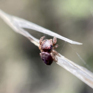 Simaethula sp. (genus) at Hackett, ACT - 4 May 2023