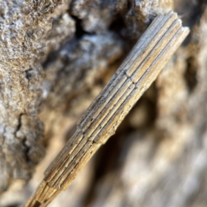 Lepidoscia arctiella at Hackett, ACT - 4 May 2023