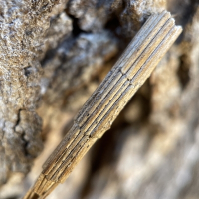 Lepidoscia arctiella (Tower Case Moth) at Hackett, ACT - 4 May 2023 by Hejor1
