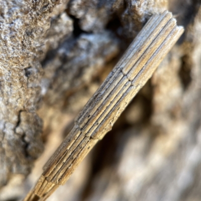 Lepidoscia arctiella (Tower Case Moth) at Hackett, ACT - 4 May 2023 by Hejor1