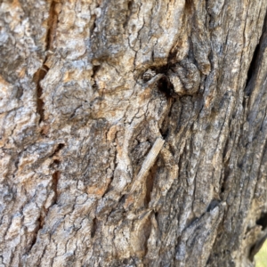 Lepidoscia arctiella at Hackett, ACT - 4 May 2023